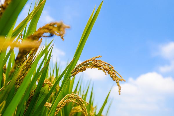 吉林梅河口地區稻米購銷清淡